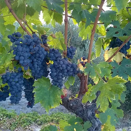 Κατάλυμα σε φάρμα Ca' De Pippu Diano Castello