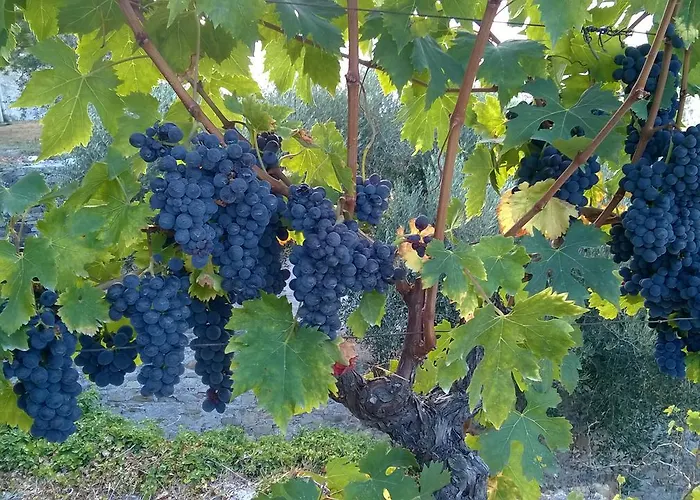 Κατάλυμα σε φάρμα Ca' De Pippu Diano Castello